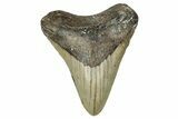 Fossil Megalodon Tooth - North Carolina #354431-1